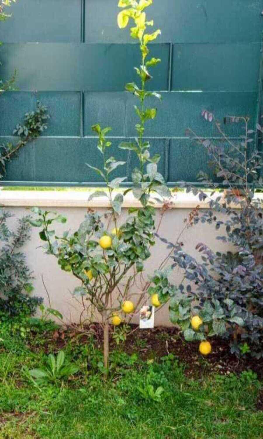 马里诺Il Giardino Di Limoni别墅 外观 照片