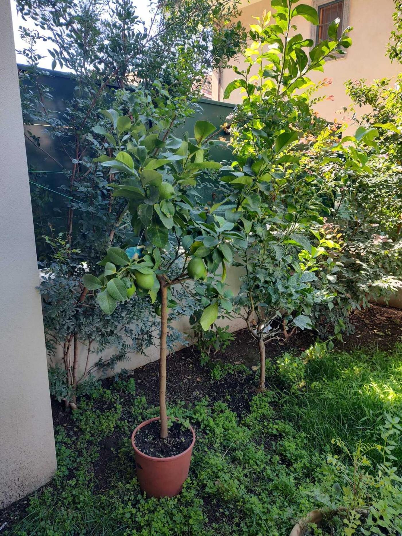 马里诺Il Giardino Di Limoni别墅 外观 照片